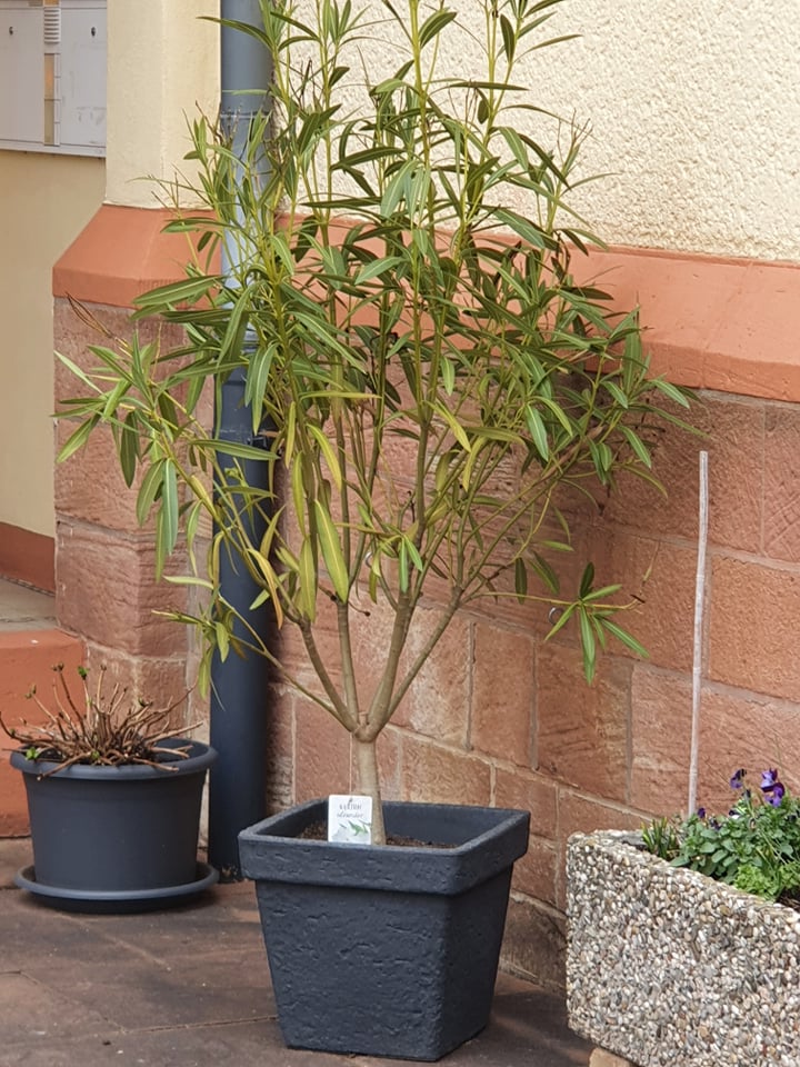 Oleander im eckigen Kunststoff-Topf vor Hauswand 