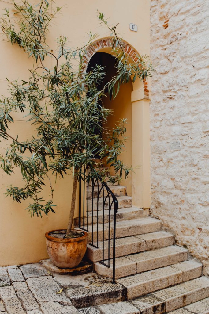 Olivenbaum im Terracotta-Pflanztopf vor Treppengeländer in der Toscana