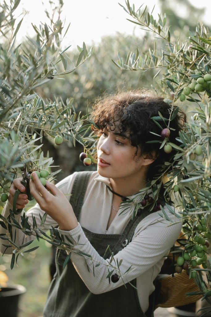 Frau erntet Oliven vom Baum