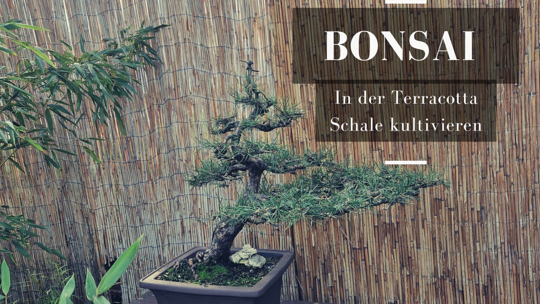 Anzeige: Bonsai-Eine Schale voller Glück
