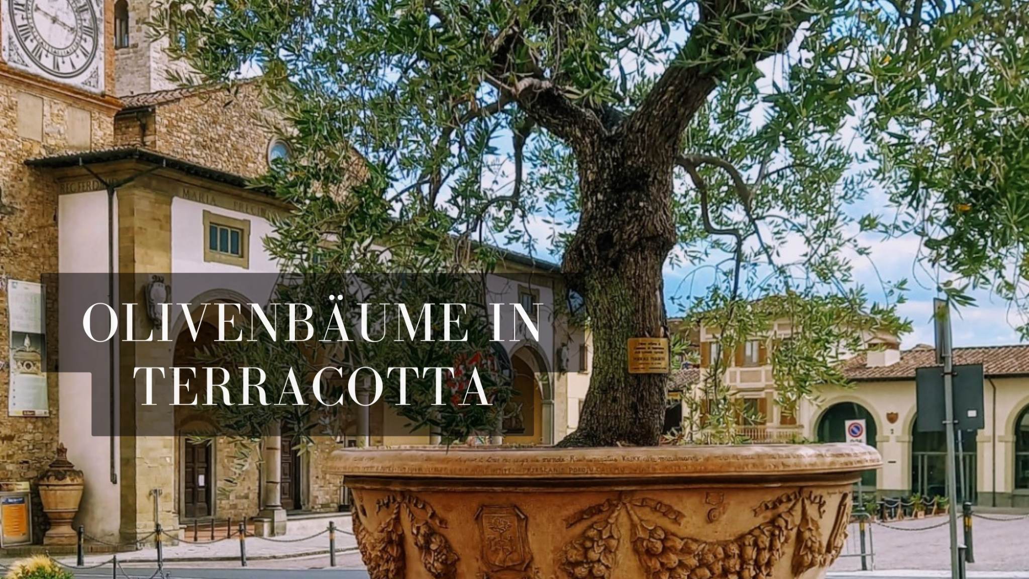 Anzeige: Der Olivenbaum – Pflege im Terracotta-Pflanztopf